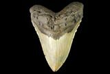 Serrated, Fossil Megalodon Tooth - North Carolina #147478-1